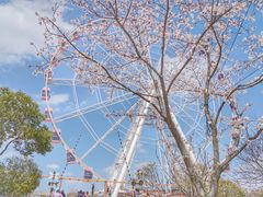 -顾村公园