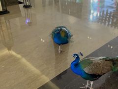 -西双版纳融创皇冠假日度假酒店