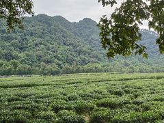 -中国茶叶博物馆(双峰馆区)