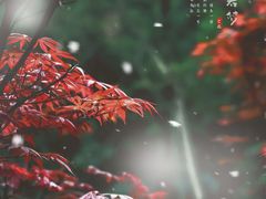 -重庆彩云湖湿地公园