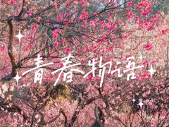 -梅花山(明孝陵内)
