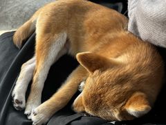 -柴犬高等学院·狗咖·柴犬售卖·宠物训练