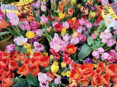 -越秀西湖花市(广州城市广场花卉店)
