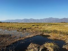 -野鸭湖国家湿地公园