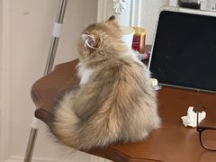 -瑞派康怡24h宠物医院·犬猫医疗中心·微创绝育(瑞景分院)