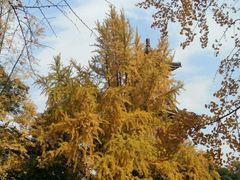 -四川大学(华西校区)