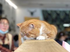 -平行世界·猫咖(首经贸店)