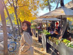 -三里屯东五街银杏大道