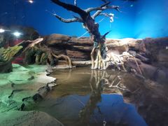 -沙沙哗啦海洋馆(华宇百花谷店)