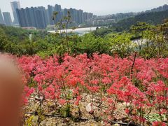-北岭山森林公园