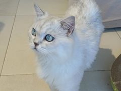 -怪兽屋·羊驼·猫咖·狗咖(俊华广场店)
