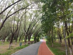 -大兴滨河森林公园