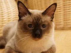 -Cappucimeow猫咪咖啡馆(韦伯时代店)