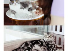 -Catmate·猫肥家润(金润铂宫店)