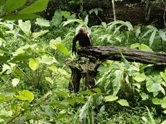-普洱太阳河森林公园