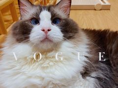 -猫にゃん · 猫的隐藏屋猫咖(麦地旗舰店)