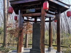 -合肥滨湖国家森林公园