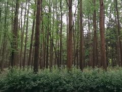 -上海共青森林公园