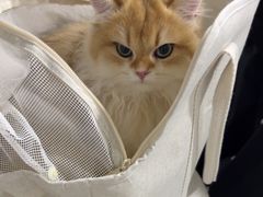 -佳雯宠物医院·皮肤科·内外科(春晓路分院)