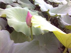 -建华生态湿地百荷园