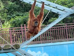 -西霞口神雕山野生动物世界