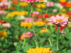 -上海共青森林公园