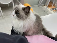 -喵的天空名猫咖啡馆·撸猫·猫舍·用品