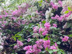 -深圳国际园林花卉博览园