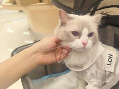 -帕帕拉兹宠物(亚洲旗舰店)