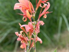 -重庆市江北嘴中央商务区中央公园