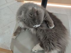 -喵园·猫主题咖啡厅·撸猫·猫咖(国贸店)