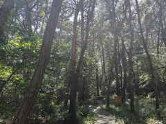 -金龙寺国家森林公园