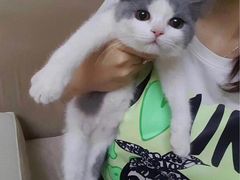 -宠爱多约克夏马尔济斯泰迪小型犬专卖