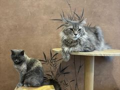 -楼上猫咖(罗湖店)
