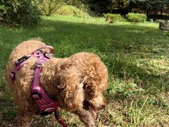 -遵化市禅林寺古银杏风景园