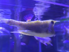 -太平洋海底世界