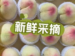 -老袁家蜜桃农场·阳山水蜜桃