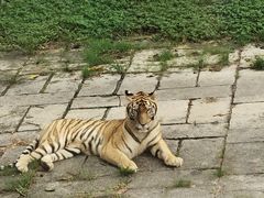 -深圳野生动物园