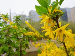 -海棠花溪(元大都城垣遗址公园)