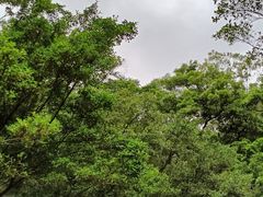 -番禺大夫山森林公园