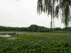 -荷塘月色湿地公园·向阳花洲