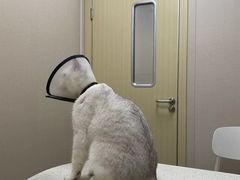 -安安宠医·臻爱宠物医院·宠保定点(营门口路分院)