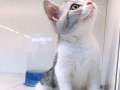 -lincat·猫舍(广州店)