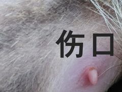 -暖阳宠物医院·犬猫康复中心·骨科