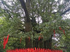 -西湖风景区十里琅珰-五云山