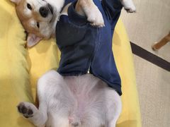 -逗柴咖啡屋·狗咖猫咖宠物桌游