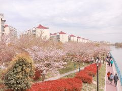 -高东镇樱花园