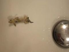 -三亚亚龙湾雅高美爵酒店