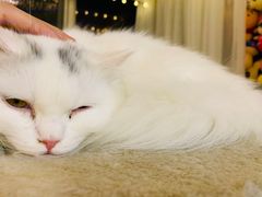-Sweet cat·星愿猫咖(国贸大厦店)