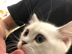 -袖虎·猫馆(体育西路店)